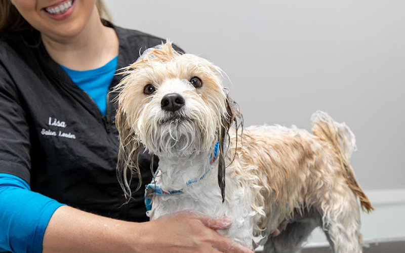 PetSmart