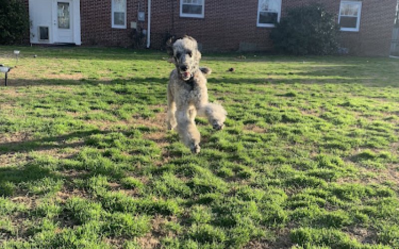 The Doggy City LLC