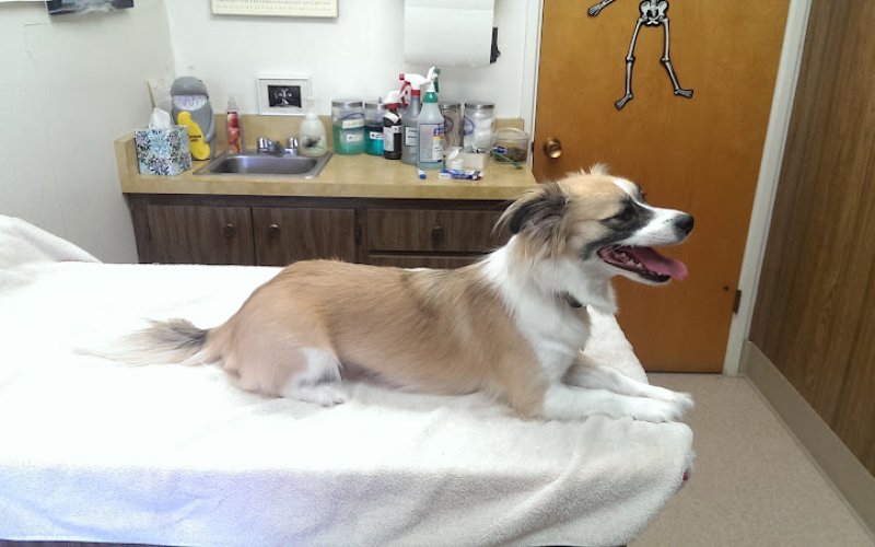 Chabot Veterinary Clinic