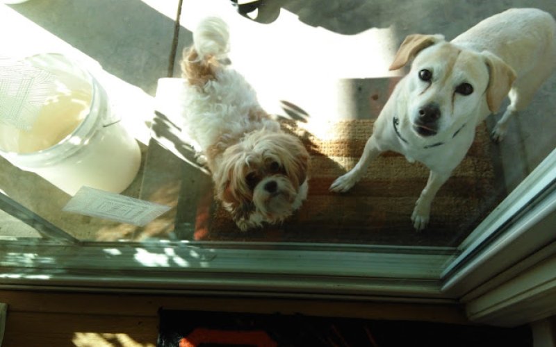 Noble Veterinary Clinic