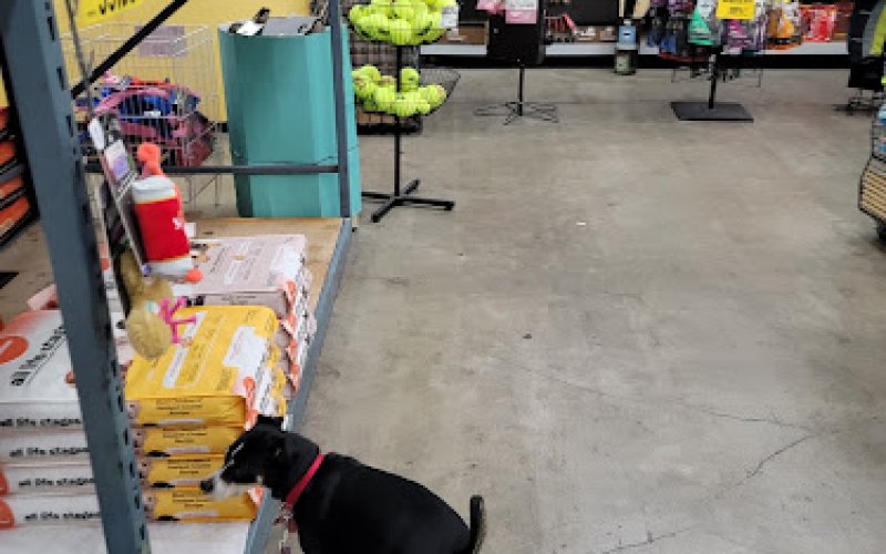 Pet Club Hayward