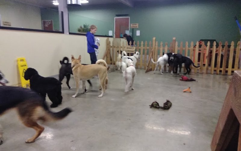 Workindoggz