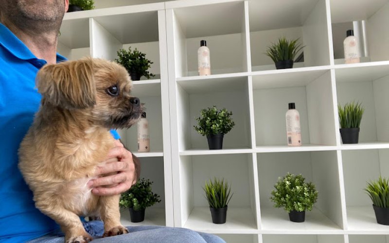 Luxe Pet Care Hialeah Gardens | Dog Daycare, Boarding & Grooming