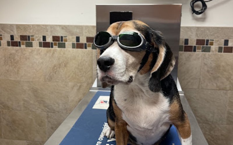 Panda Animal Clinic