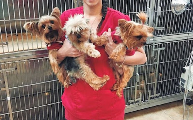 Vet To Pet After Hours Animal Clinic