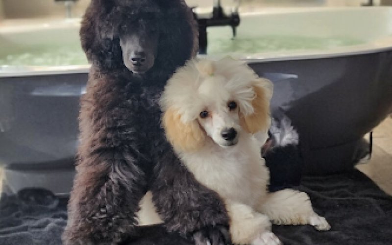 Countryside Pet Spa