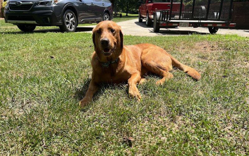 Diggs For Dogs Boarding Kennel