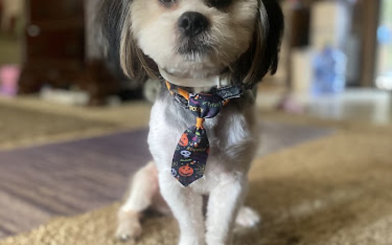 Royal Paws Pet Salon