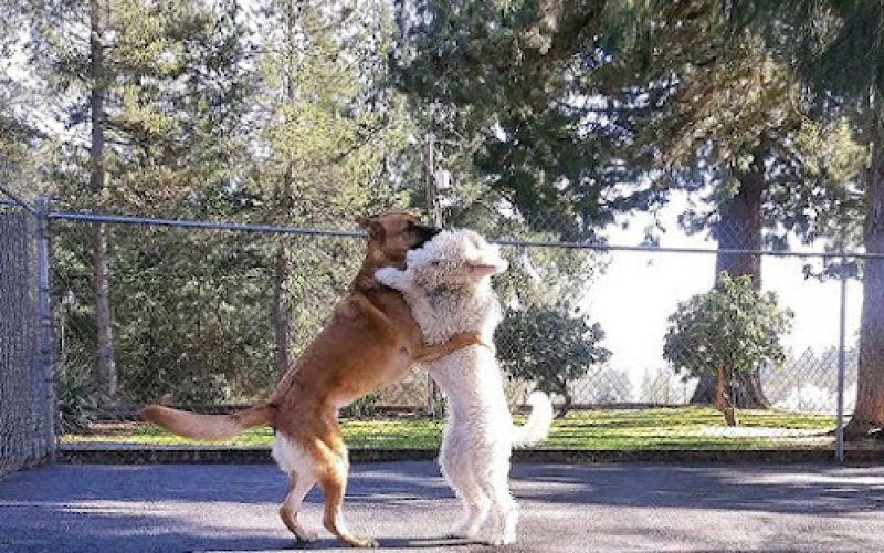 Laurel Acres Kennels