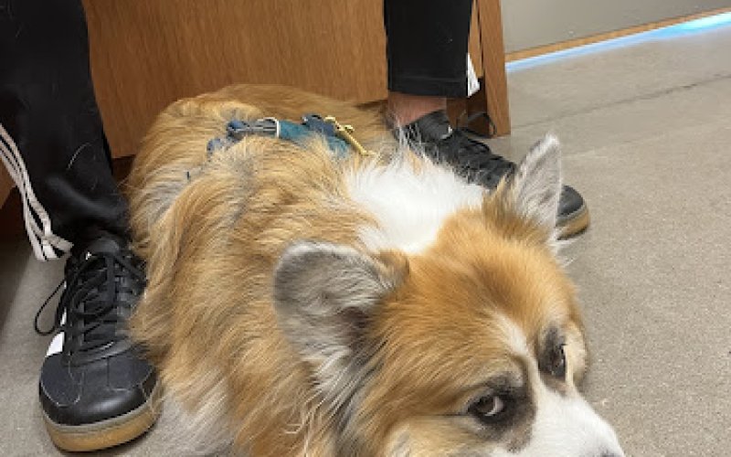 Spruce Veterinary Urgent Care