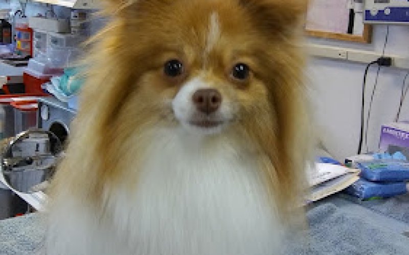 Animal Medical Center & Bird Clinic Of Hollywood