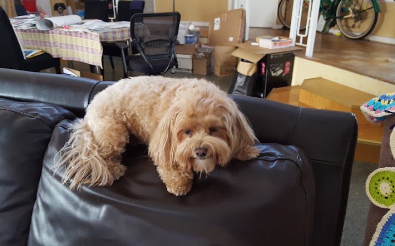 Lucky Dogs Pet Sitting