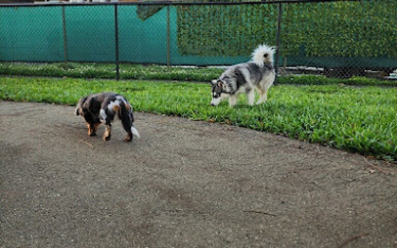 PIPIRIK CLUB PET CARE