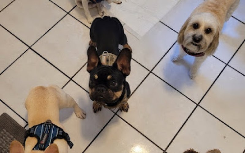 Swaggy Waggy Pet Sitting Services , LLC.
