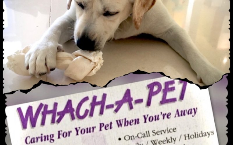 Whach-A-Pet. Professional Pet Sitting In Your Home. Serving Hollywood For Over Thirty-Five Years.