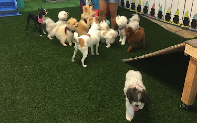 Barks and Purrs Pet Daycare and more