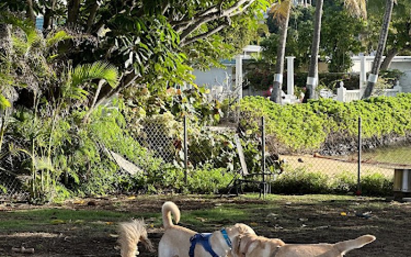 Island Paws Retreat