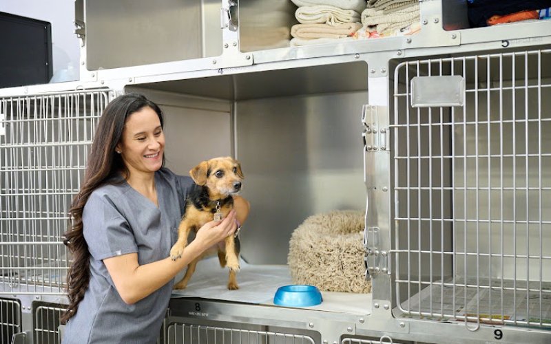 Kakaako Pet Hospital