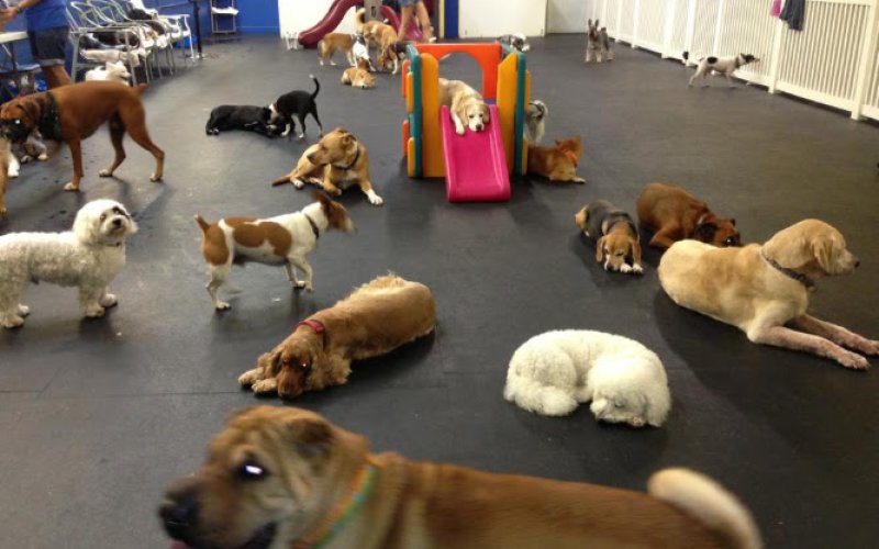 Ohana Doggie Day Care & Spa