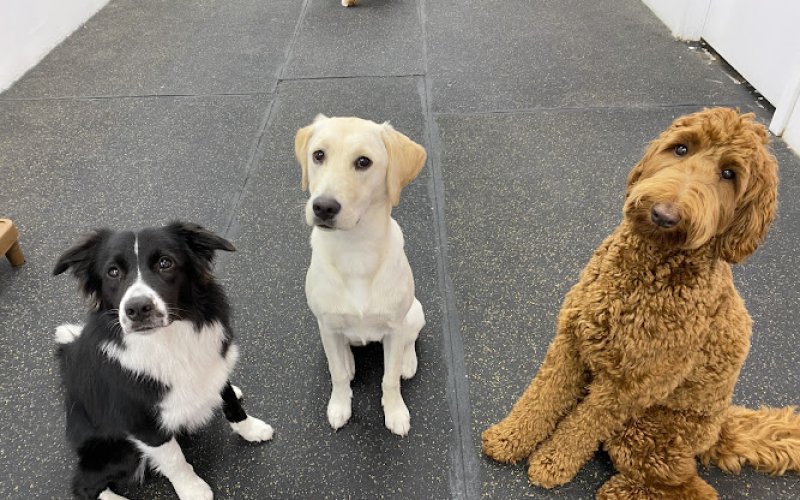 Pets in the City – Honolulu