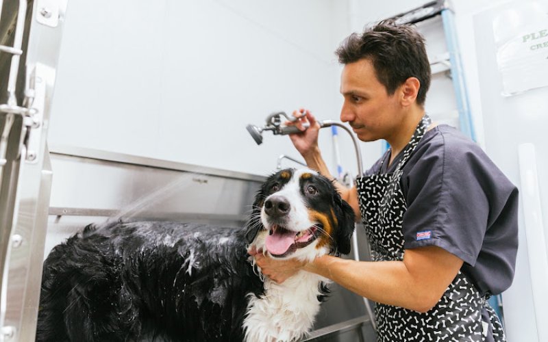 PetVet Animal Hospital