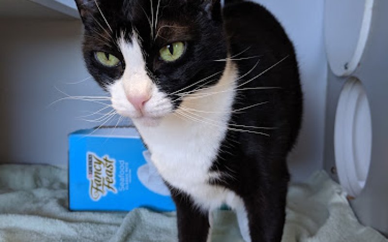 Purradise Cat Care, Inc.