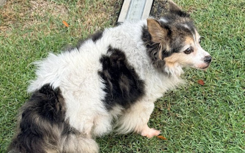 The Honolulu Pet Clinic