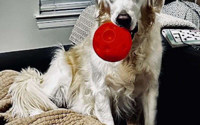 LOVING-CARE PET SITTING by LYNN VIRSHUP