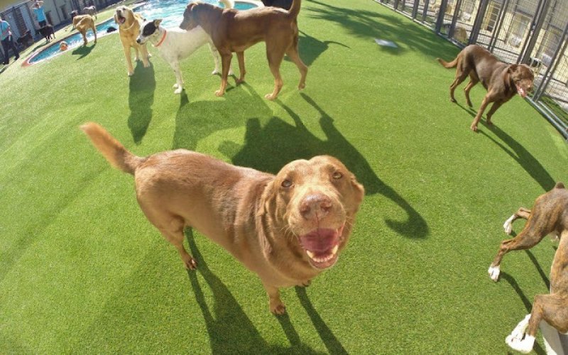 Pet Paradise Houston Hobby