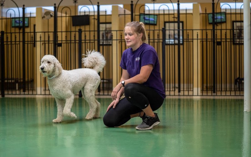 Pet Palace - Indianapolis