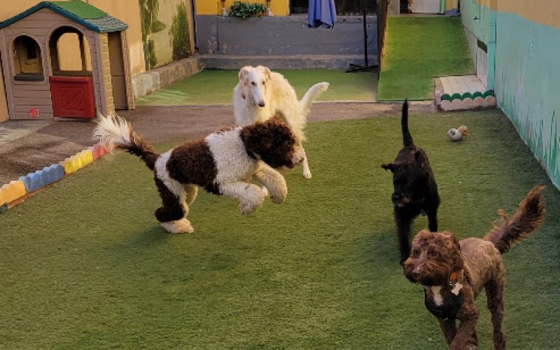 5 Star Doggy Inn