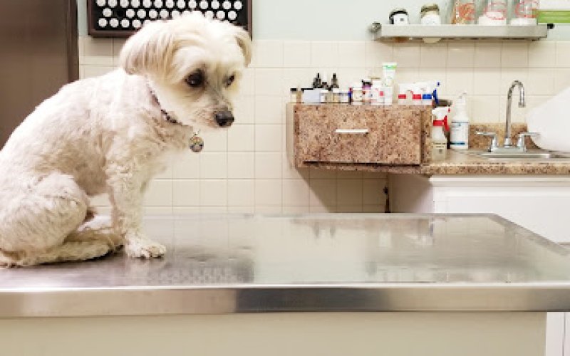 Centinela Animal Hospital