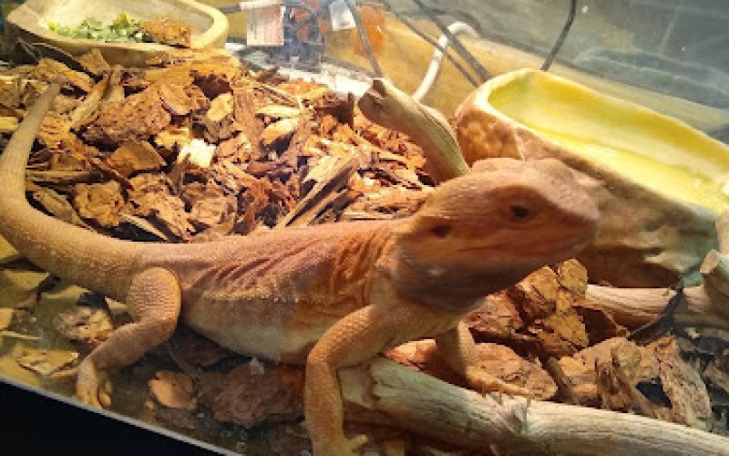Distributors feed pet club