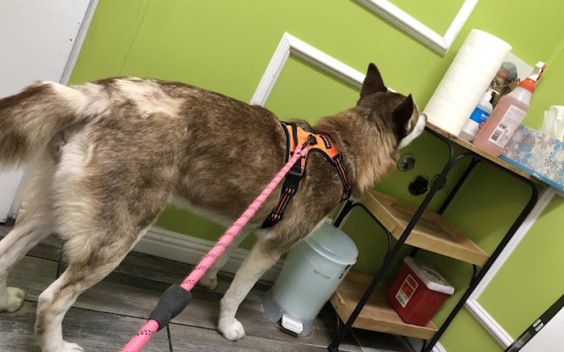 Ladera Pet Clinic