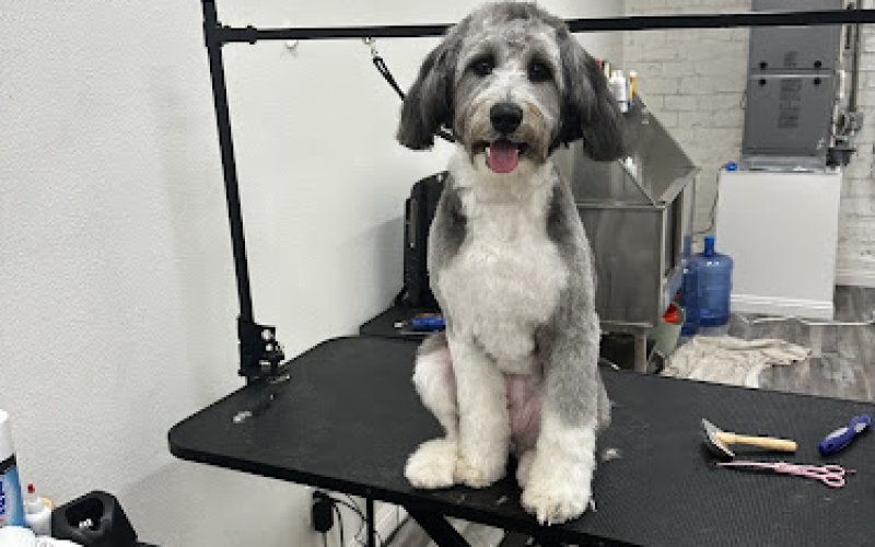 Pawtique Pawlor
