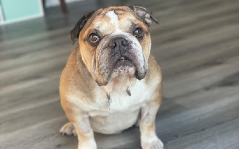 PetCare LB