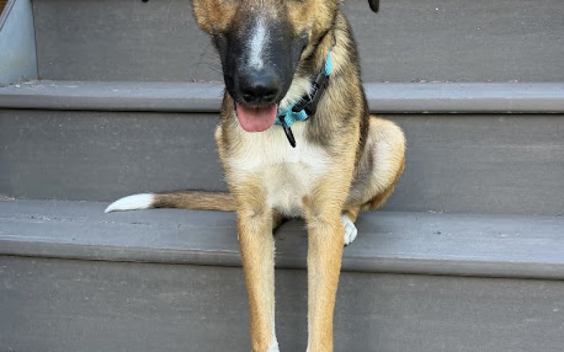 Rue's Kennels @ LAX