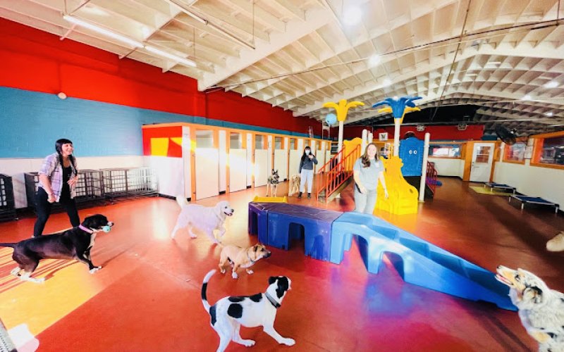 South Park Doggie - Waterland (LAX)