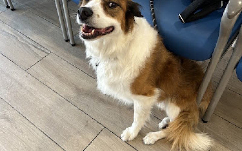 Pacific CARE Pet Emergency & Specialty