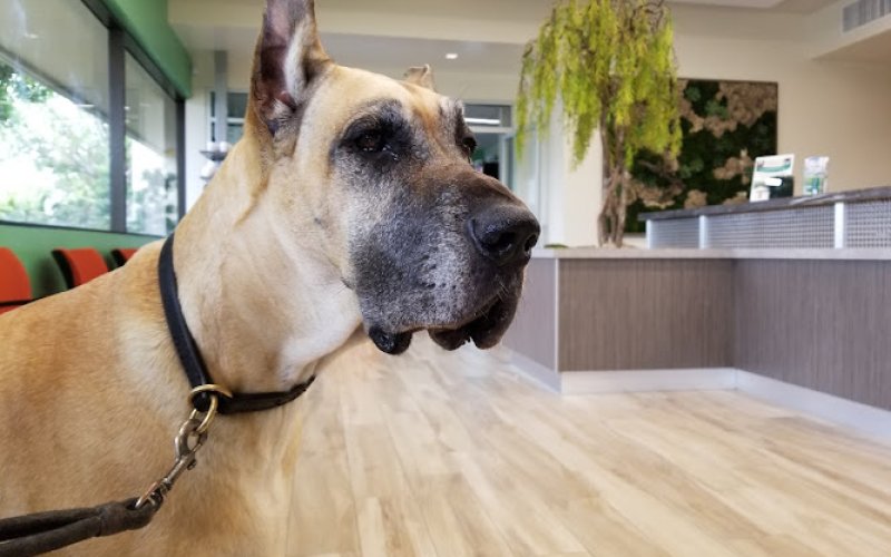 VCA PetPoint Medical Center and Resort