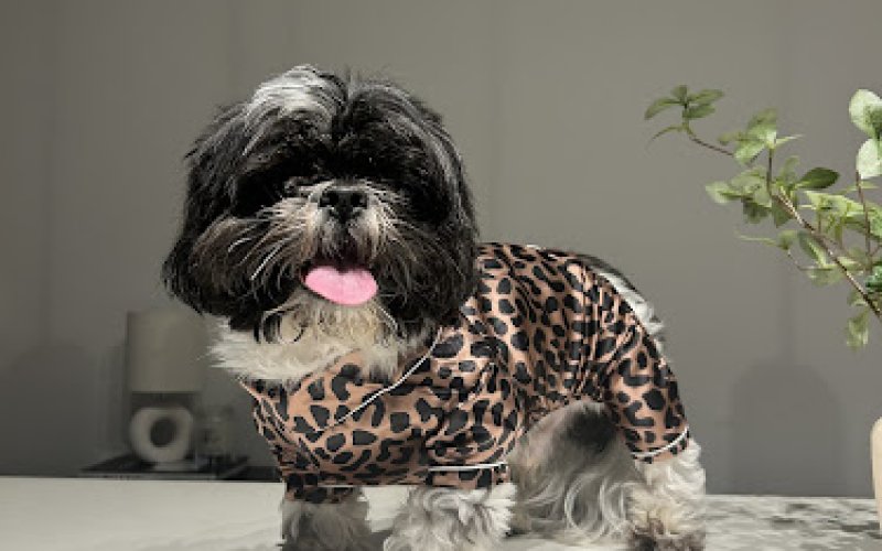 Valley Ranch Pet Clinic