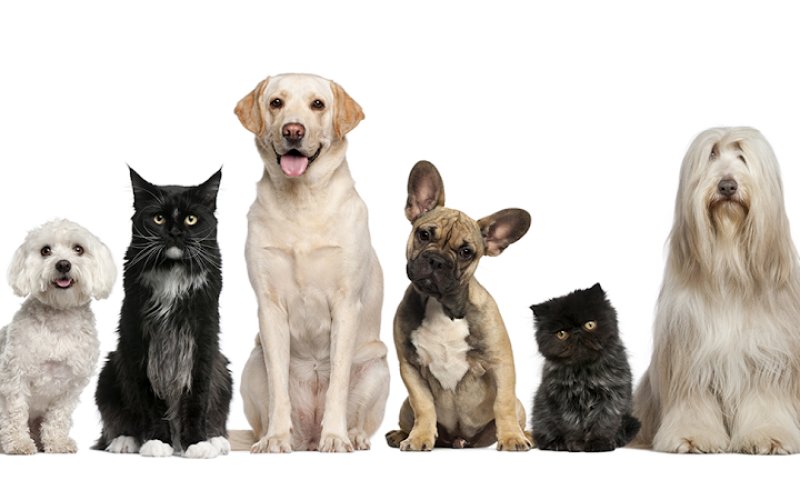 Animal Medical Center — Veterinarian in Jackson