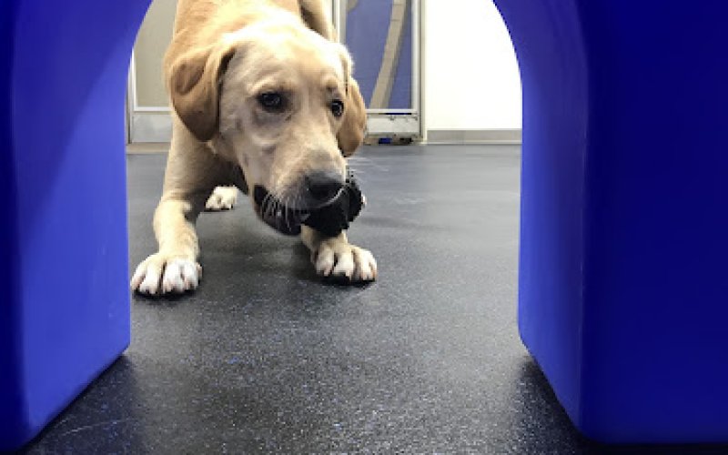 Flowood Pet Hospital and Resort — Veterinarian in Jackson