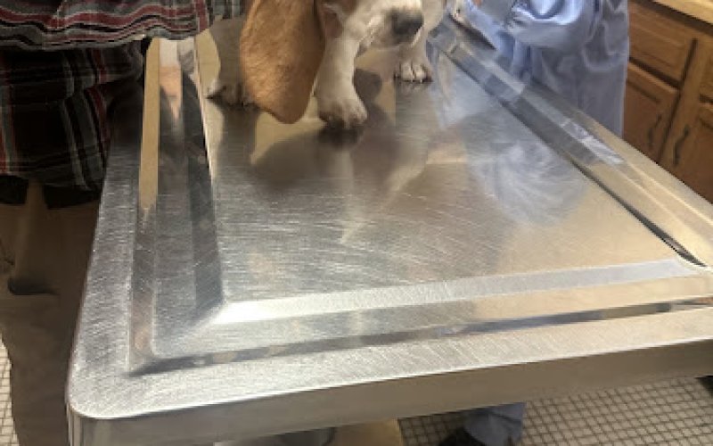 Jackson Animal Clinic — Veterinarian in Jackson