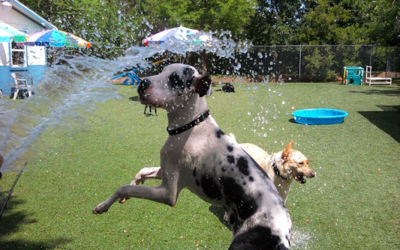 Coastal Veterinary Hospital & Pet Resort