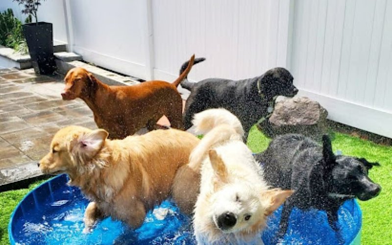 Allforthewag — Pet boarding service in Jersey City