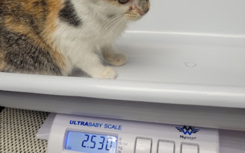 Animal Clinic & Hospital of Jersey City — Veterinarian in Jersey City