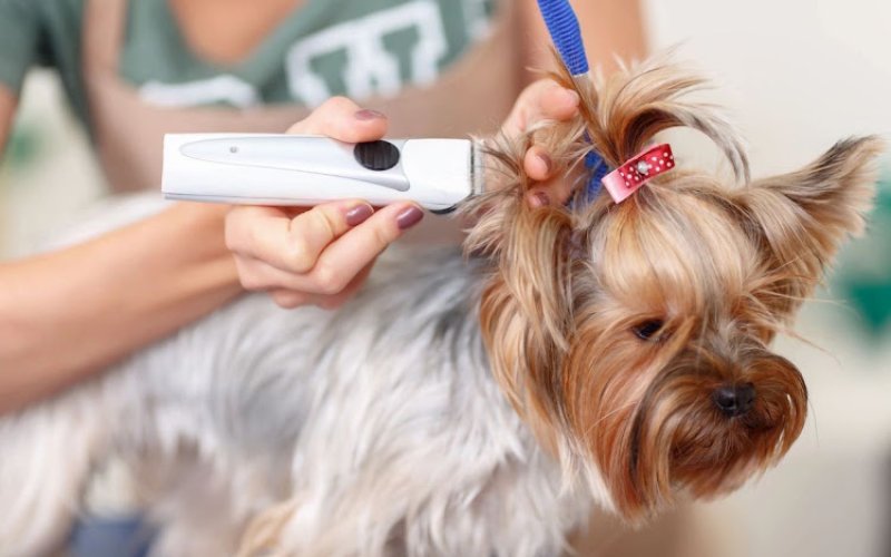 Jersey City Paws — Pet boarding service in Jersey City