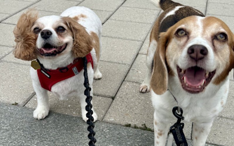 Liberty Dog Walking & Pet Sitting — Pet boarding service in Jersey City