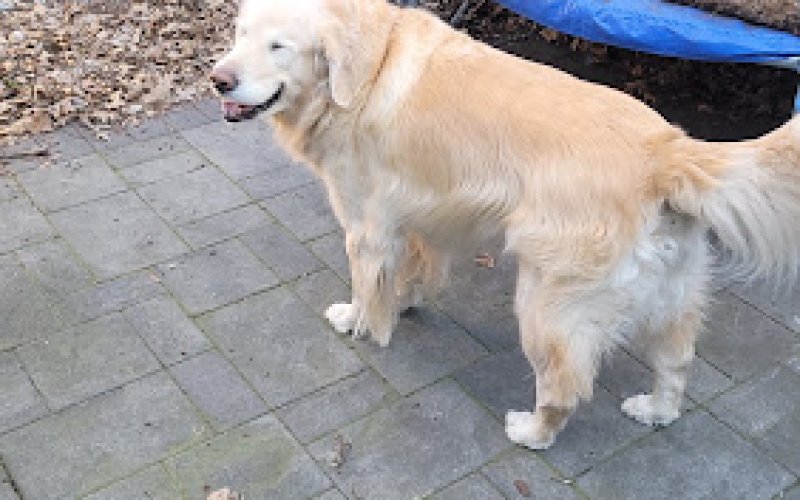 Pawfessional Pet Care — Dog walker in Jersey City
